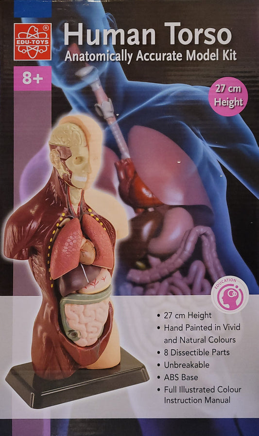 Human Torso