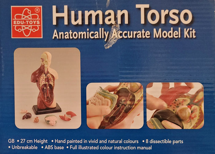Human Torso