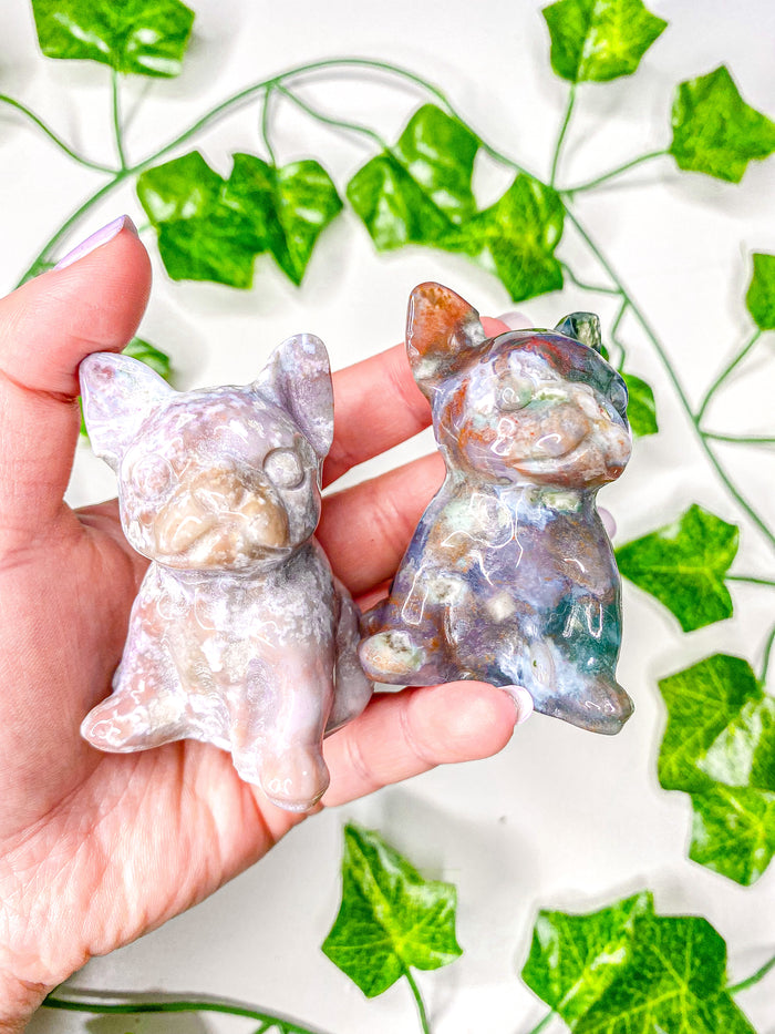 Ocean Jasper French Bull Dog