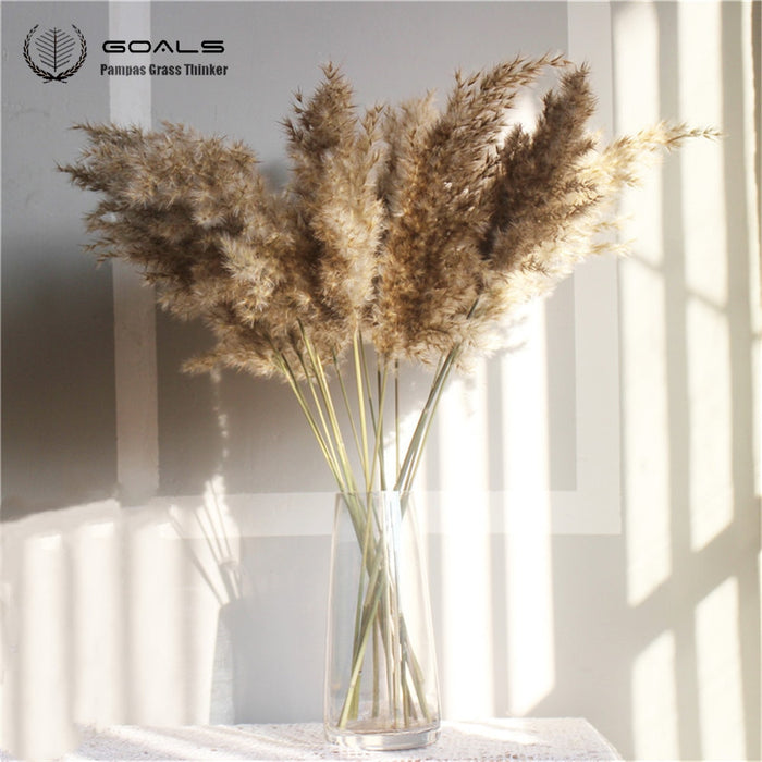 10 pcs 20pcs Free shipping real dried pampas grass decor wedding  flower bunch  natural plants decor