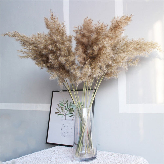 10 pcs 20pcs Free shipping real dried pampas grass decor wedding  flower bunch  natural plants decor