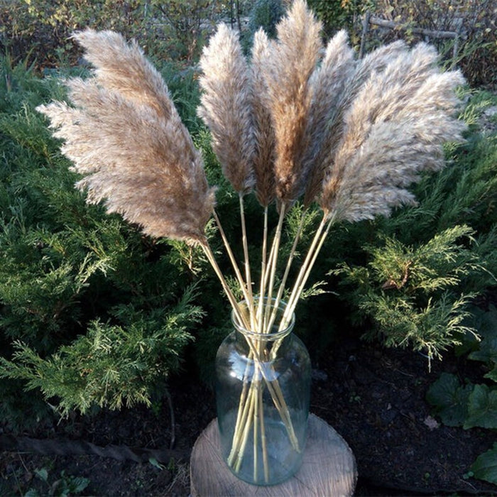 10 pcs 20pcs Free shipping real dried pampas grass decor wedding  flower bunch  natural plants decor