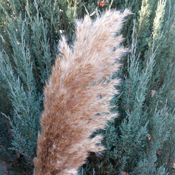 10 pcs 20pcs Free shipping real dried pampas grass decor wedding  flower bunch  natural plants decor