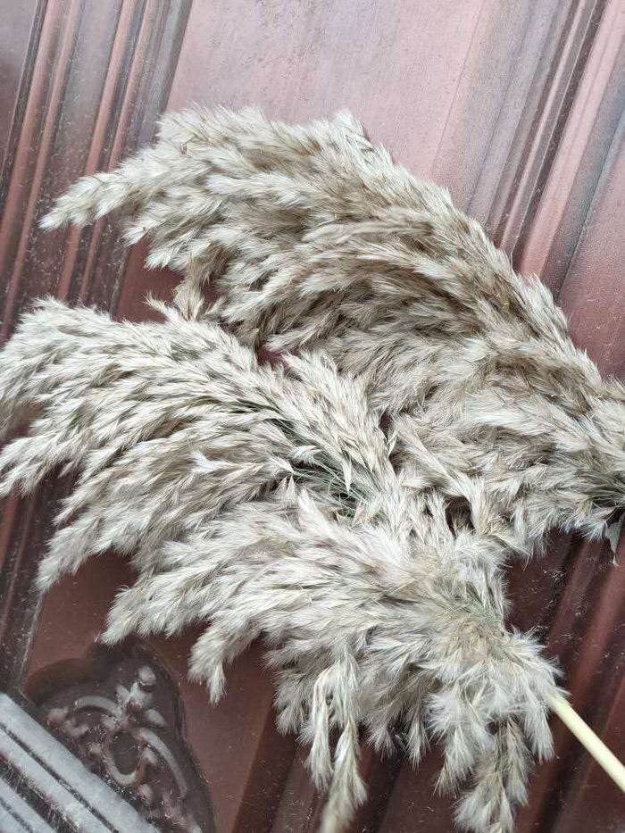 10 pcs 20pcs Free shipping real dried pampas grass decor wedding  flower bunch  natural plants decor