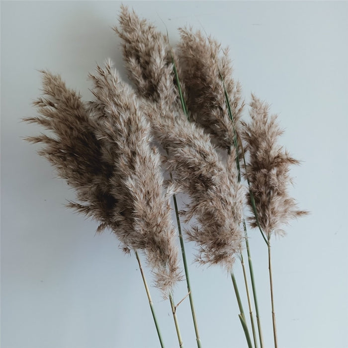 10 pcs 20pcs Free shipping real dried pampas grass decor wedding  flower bunch  natural plants decor