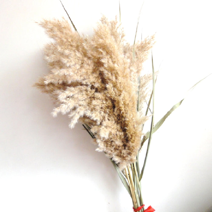 10 pcs 20pcs Free shipping real dried pampas grass decor wedding  flower bunch  natural plants decor